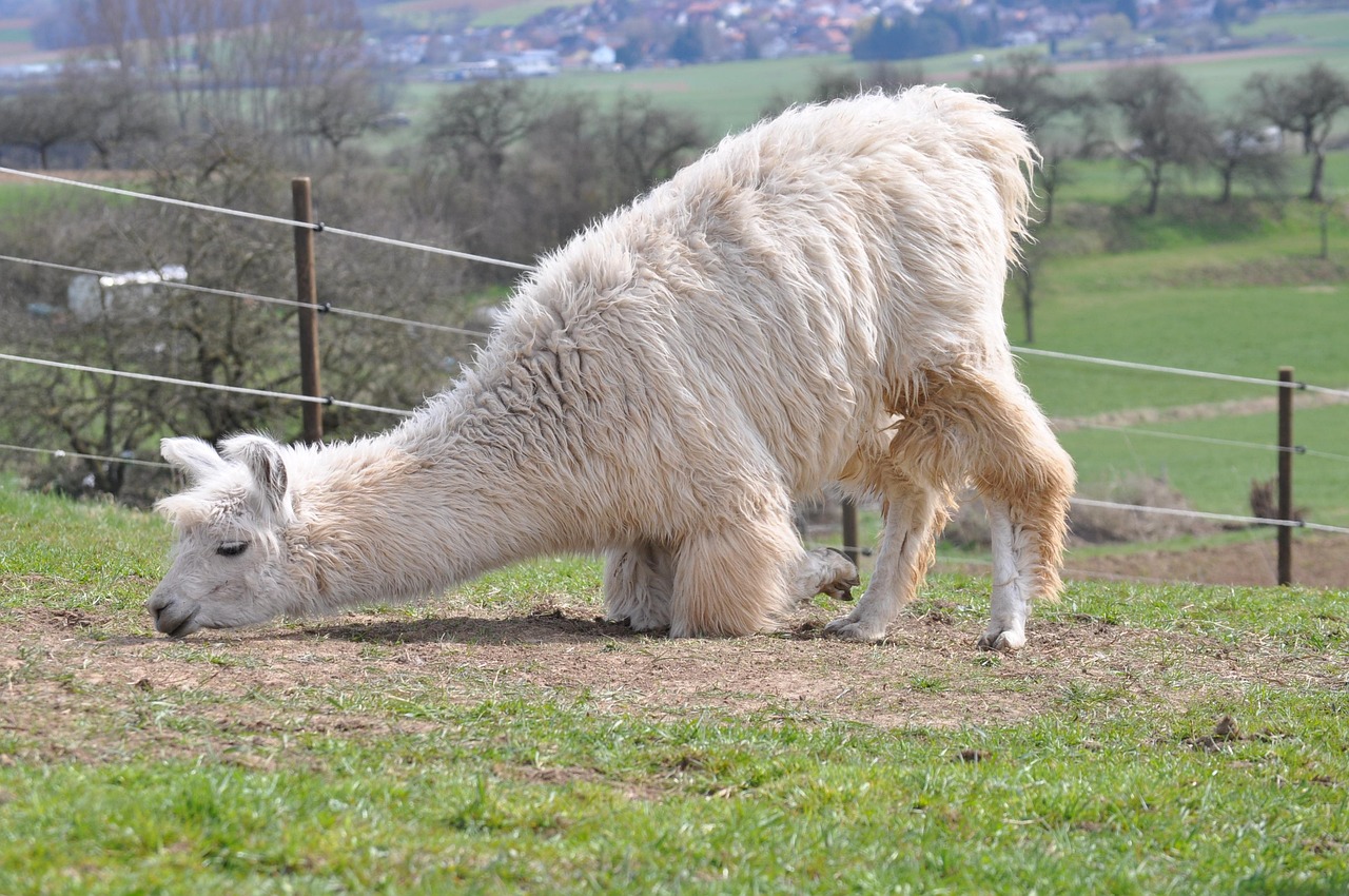 铁塔猫烟花芒果珠（细）：qq账号免费注册