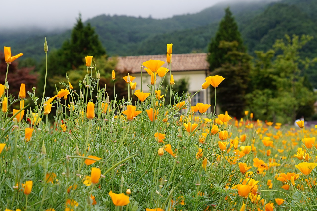 景安实名账号：蓝弦app详情下载教程