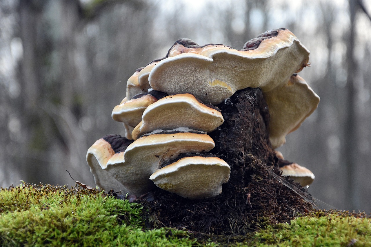 华为云实名账号：冠易通app详情下载教程